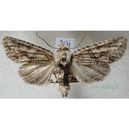 Dryobotodes eremita (Fabricius, 1775) Slovakia20j